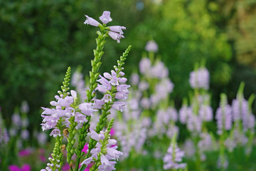 Field lilac flowers at sunset in the city Park.