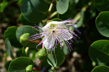 Flower of Sicily, Close-up of a Beautiful Caper Flower, Nature, Macro