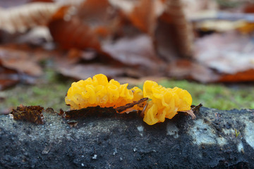Fototapeta na wymiar Tremella mesenterica fungus
