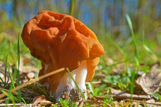 False morel mushroom