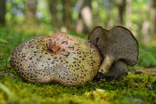 sarcodon imbricatus mushroom