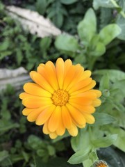 Flower orange nature garden plant 