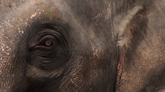 Eye of Asian Elephant (Elephas maximus). Close Up View