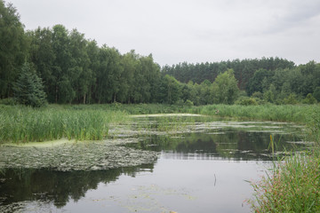 Fototapeta na wymiar on the lake in summer in Osno Lubuskie in Poland