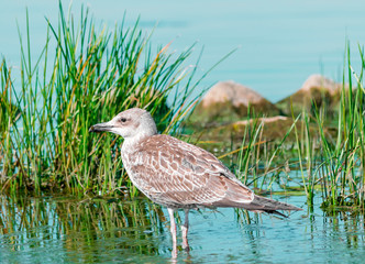 Single gray seagull bird walking in blue water with green grass and rocks. Beautiful bright natural landscape horizontal background.