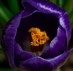 CROCUS