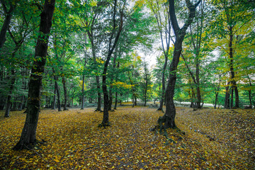Autumn scene of colorful forest full of fallen yellow, red, and orange leaves. Changing seasons. Calm and relaxing hike in dark and spooky woods during sunset
