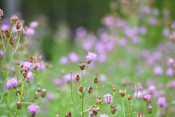 field of flowers