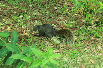 台湾リス