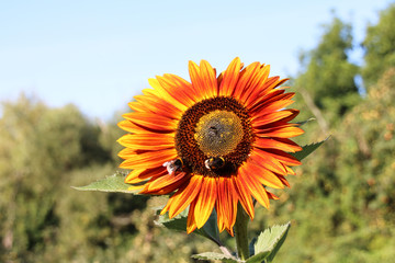 Sunflower and Bumblebees, A summer background picture 