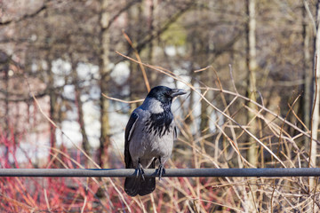 Hooded Crow, or Corvus cornix in Latin, sit on a pipe