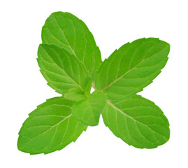 Fresh raw mint leaves isolated on white background