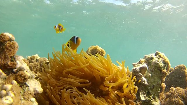 Snorkeler girl floats past two curious clown fish (Amphiprion bicinctus) in anemone coral (Actiniaria)