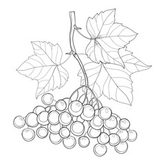 Vector drawing of outline branch Viburnum or Guelder rose, ornate leaves and berry bunch in black isolated on white. Viburnum berry and foliage in contour style for autumn design or coloring book.