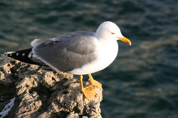 Obraz premium Gaviota