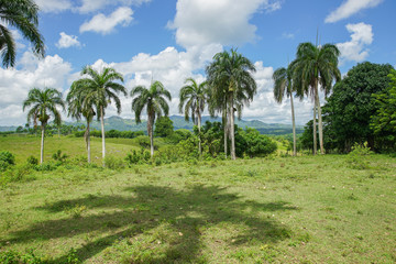 Fototapeta na wymiar Palm trees forest in tropics 