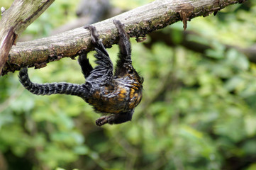 Lisztäffchen in Gefangenschaft im Zoo