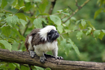 Lisztäffchen in Gefangenschaft im Zoo