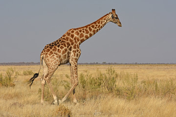 Naklejka na ściany i meble Steppengiraffe (giraffa camelopardalis) im Etosha Nationalpark (Namibia)