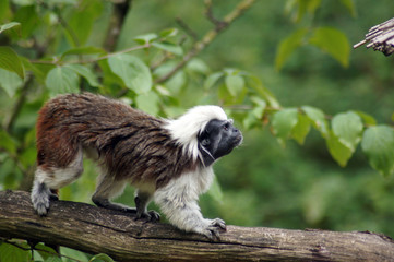 Lisztäffchen in Gefangenschaft im Zoo