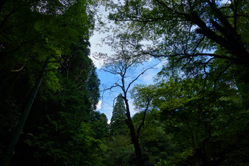 森の中 青空 暗い風景 In the forest Blue sky Dark landscape