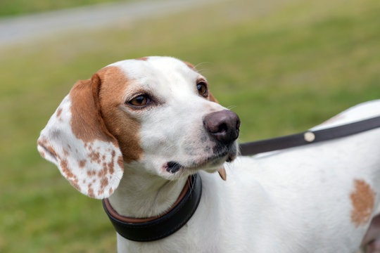 Portrait of an istrian shorthaired hound