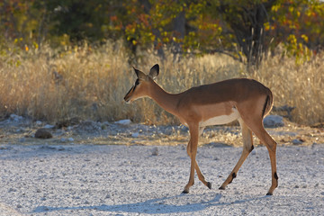 Schwarznasen-Impalas (Aepyceros melampus petersi) im Etosha Nationalpark (Namibia)