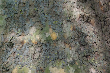 texture of bark of tree
