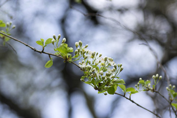 Mahaleb cherry tree flowering, deciduous tree with group of small white flowers and green leaves on branches