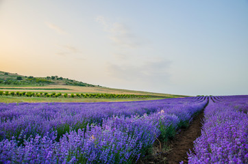 Fototapeta na wymiar Lavender field in Bulgaria