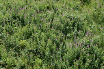Summer Carpathian Mountains