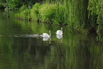 swan on lake