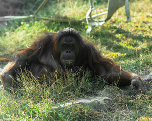 Bornean orangutan looking at the camera