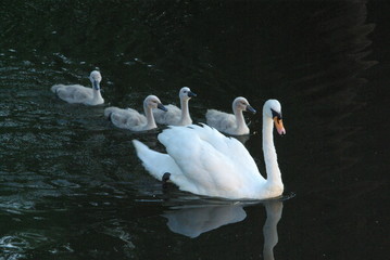 swans family on the lake