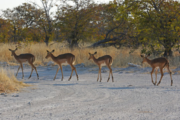 Schwarznasen-Impalas (Aepyceros melampus petersi) im Etosha Nationalpark (Namibia)