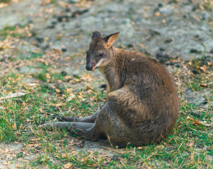 One red legged pademelon