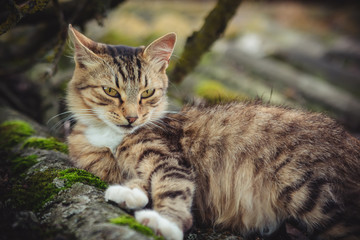 A colored tabby cat with an arrogant gaze rests on an old roof covered with moss