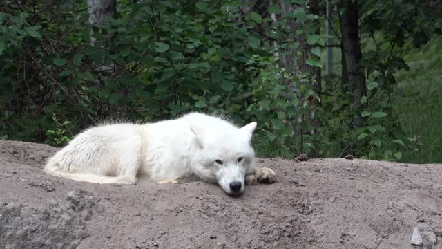 Polarwolf, Canis lupus arctos, Wei&szlig;wolf, Arktischer Wolf, Wolf