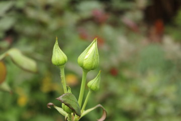 rosebud
