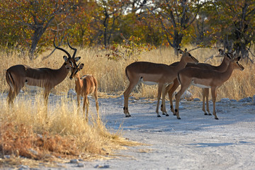 Schwarznasen-Impalas (Aepyceros melampus petersi) im Etosha Nationalpark (Namibia)
