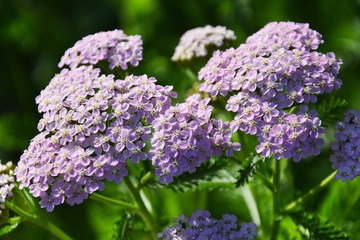 yarrow, milfoil, vervain, flower, pink, nature, garden, flowers, plant, purple, spring, bloom, green, blossom, summer, flora, beauty, beautiful, floral, blooming, petal, macro, botany, bright, color © loveart