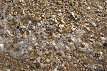 Conchas en la playa