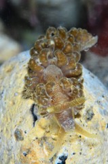 nudibranquio