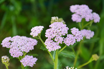 Obraz premium yarrow, milfoil, vervain, flower, pink, nature, garden, flowers, plant, purple, spring, bloom, green, blossom, summer, flora, beauty, beautiful, floral, blooming, petal, macro, botany, bright, color