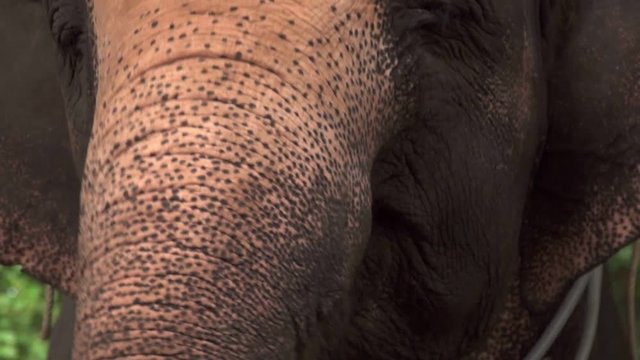 Eye of Asian Elephant (Elephas maximus). Close Up View