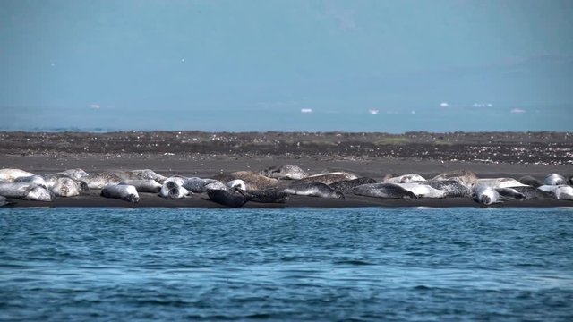 Large group of seals sunbathing by an ocean estuary, Hvammstangi Iceland.mov