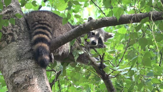 Waschb&auml;r auf einem Baum, Procyon lotor