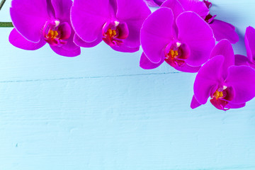 A branch of a purple orchid on a blue background. Indoor flowers. Copy space