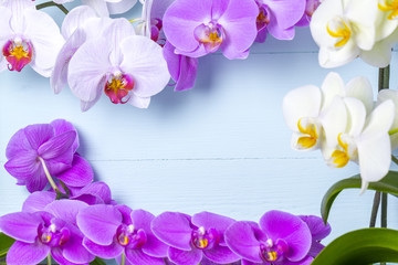 Frame for text made from orchid branches on a blue background. Copy space. Orchid flowers.