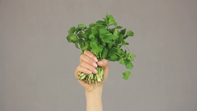 female hand holds an bunch of cilantro on a gray background, rises from the bottom of the frame and drop down